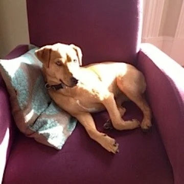 Even the Dog’s Gone Organic