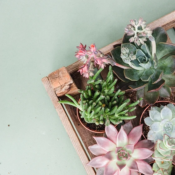 Garden Heaven’s new issue is here!