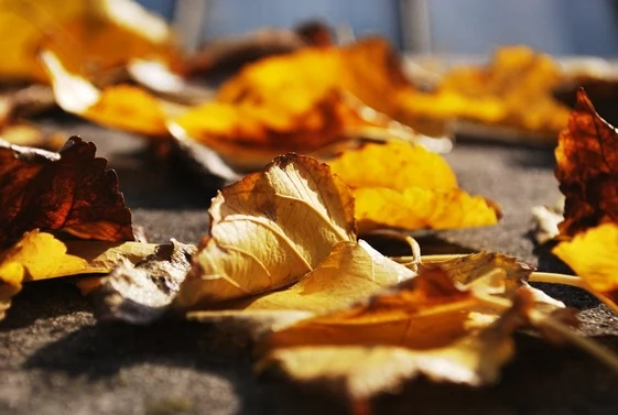 Leaves falling on the ground