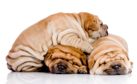 The Science of Disco Naps