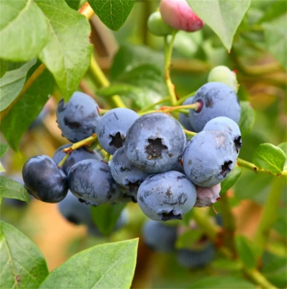 4 Favourite Healthy Treats for Snacking