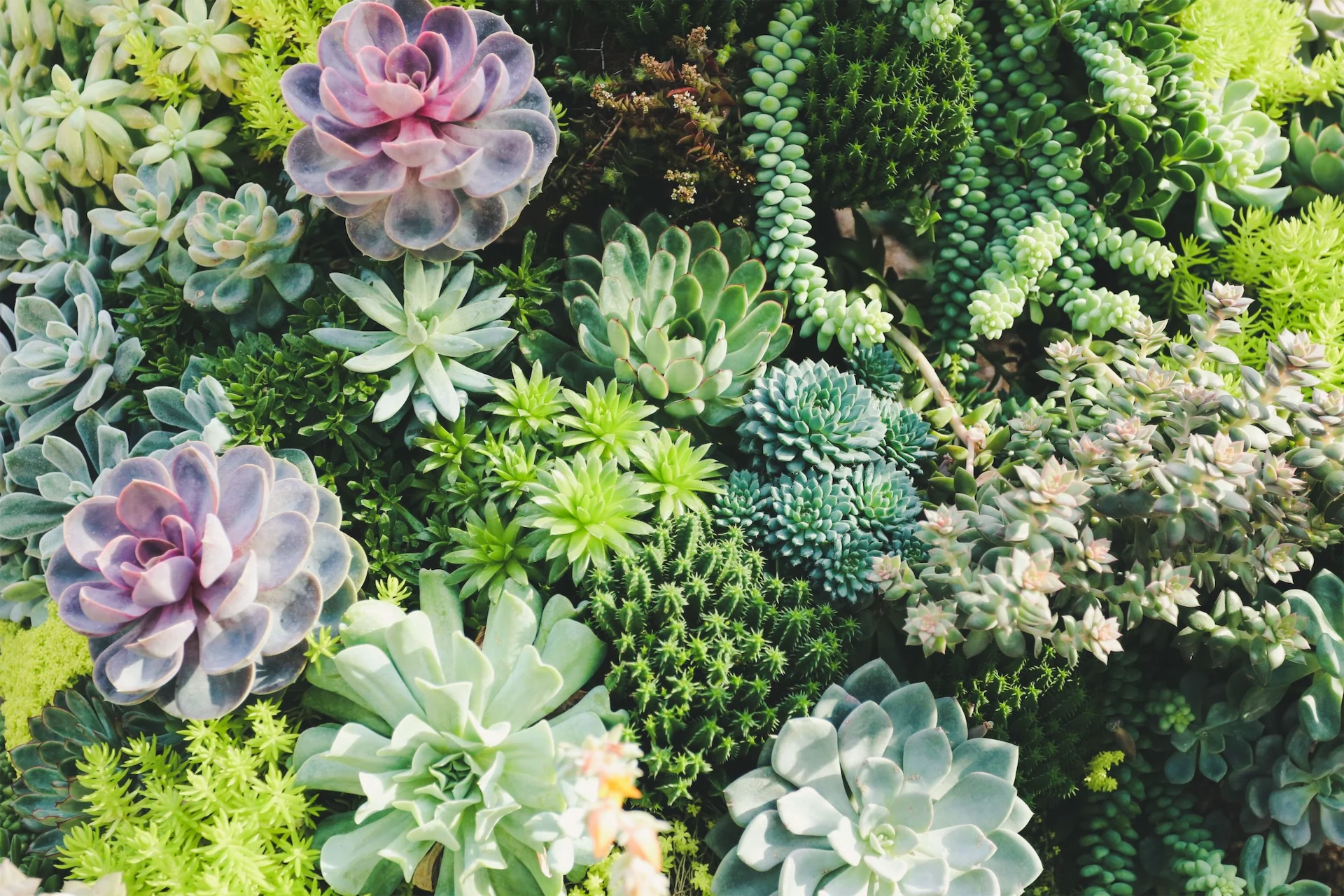 So you bought a succulent… Now here’s how to care for it So you bought a succulent… Now here’s how to care for it