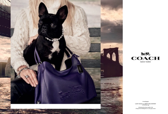 Lady Gaga’s French Bulldog Now A Model