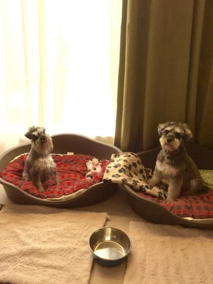 The Best Places In Ireland For A Doggie Holiday