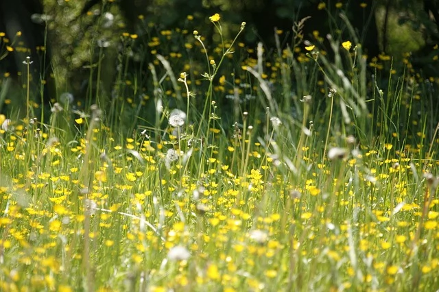 12 Ways To Cope With Hay Fever