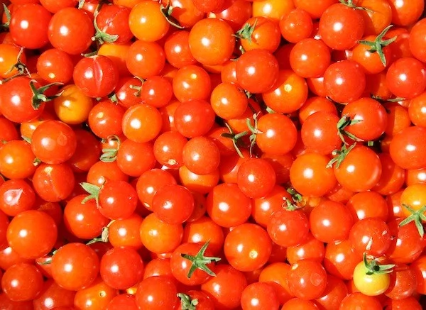 tomatoes