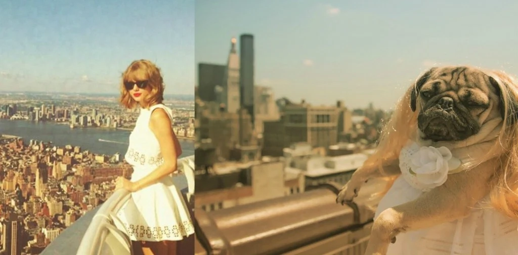 DOUG-THE-PUG-taylor-swift-12
