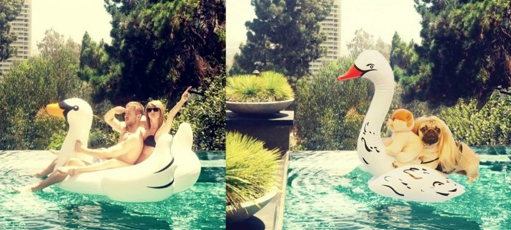 This Pug Is Taylor Swift’s Biggest Fan