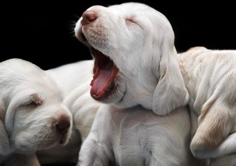 puppy yawning