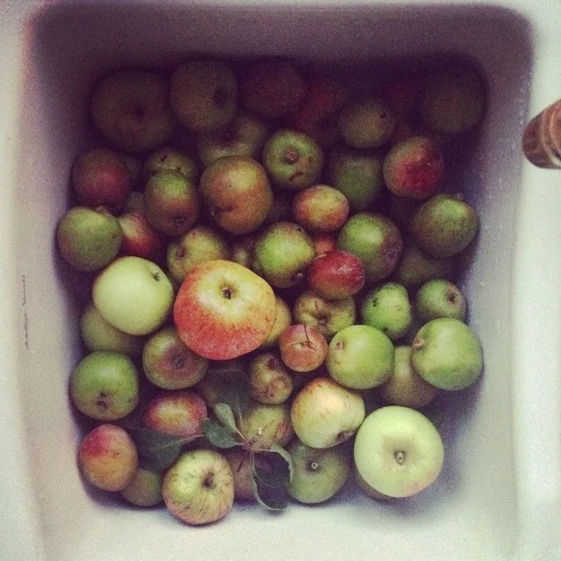 Irish apples for Lilly Higgins' autumn spiced apple butter