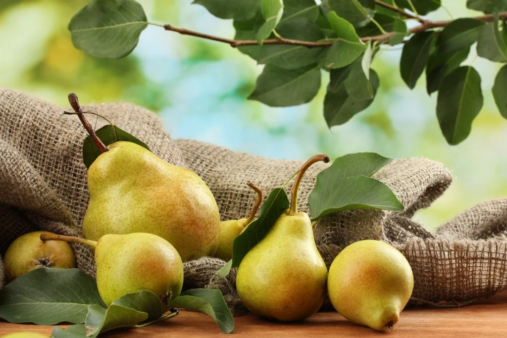 Pears could be the answer to our hangover cure prayers. 
