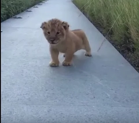 Watch: This Lion Cub Trying To Roar Will Make Your Day