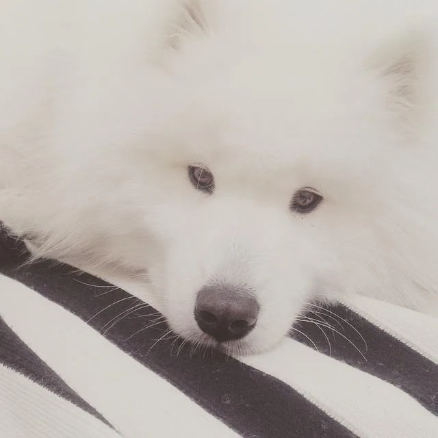 Me and My Home: Interior designer Suzie McAdam on image.ie