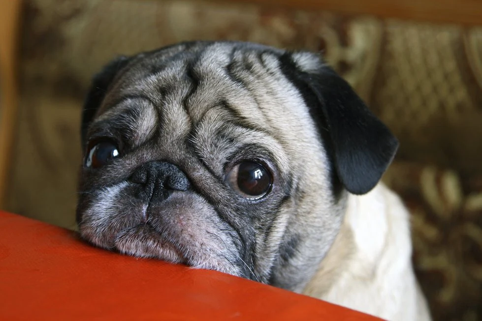 Study Confirms That Dogs Can Read Human Emotions