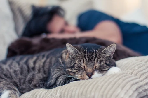Man and a cat taking a nap on the couch