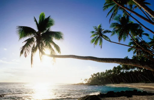 Sun shining off water and through palm tree at Return to Paradise Beach, Upolu, Samoa, Pacific