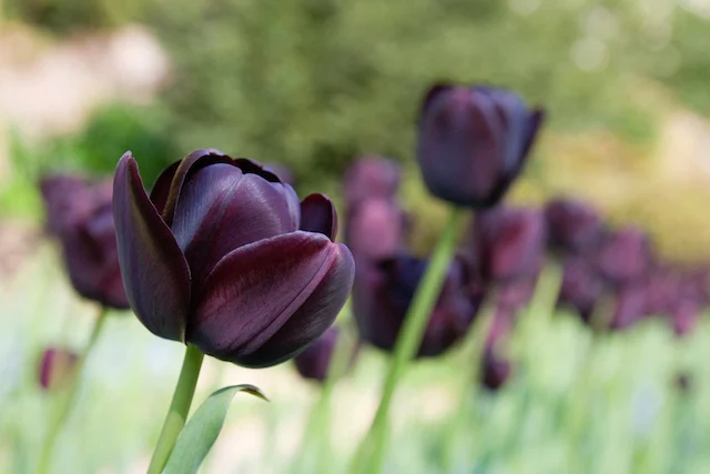 Dark purple tulip - often referred to as "black tulips" - with other tulips in the background. Small blue flowers at ground level amongst the tulips