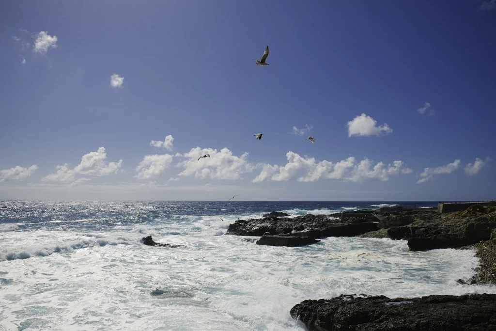 guincho_gulls copy
