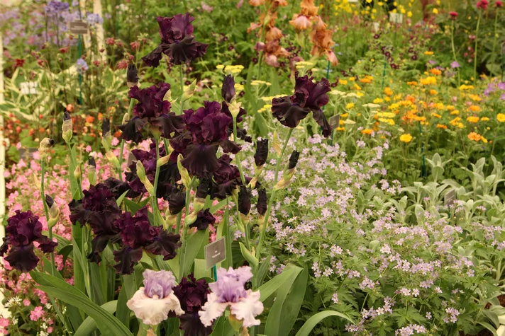 Claire Austin's Irses at Chelsea Flower Show Report 2016