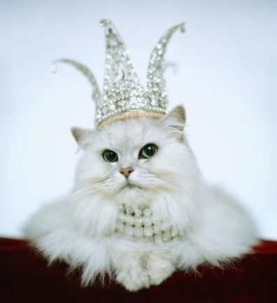 Feline Fabulous: When Cats Meet Haute Couture