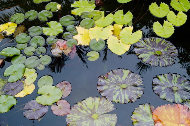 Water lillies