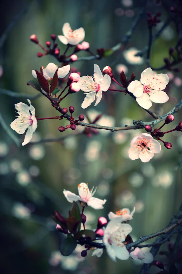 The Mindful Garden is Having a Moment