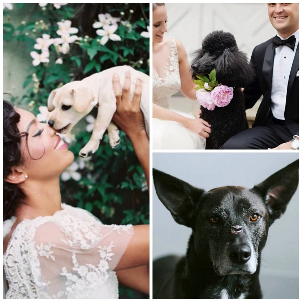 PicMonkey Collage