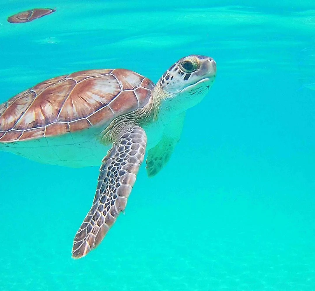 13391330_964172343701400_90130591_n