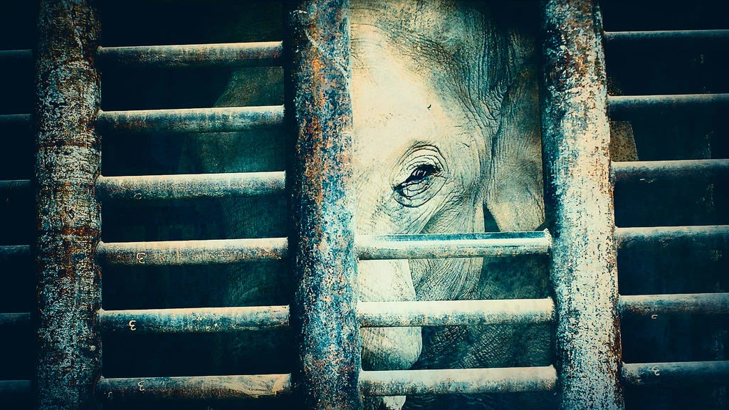 Tyke Elephant Outlaw