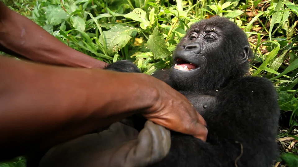 Virunga 2