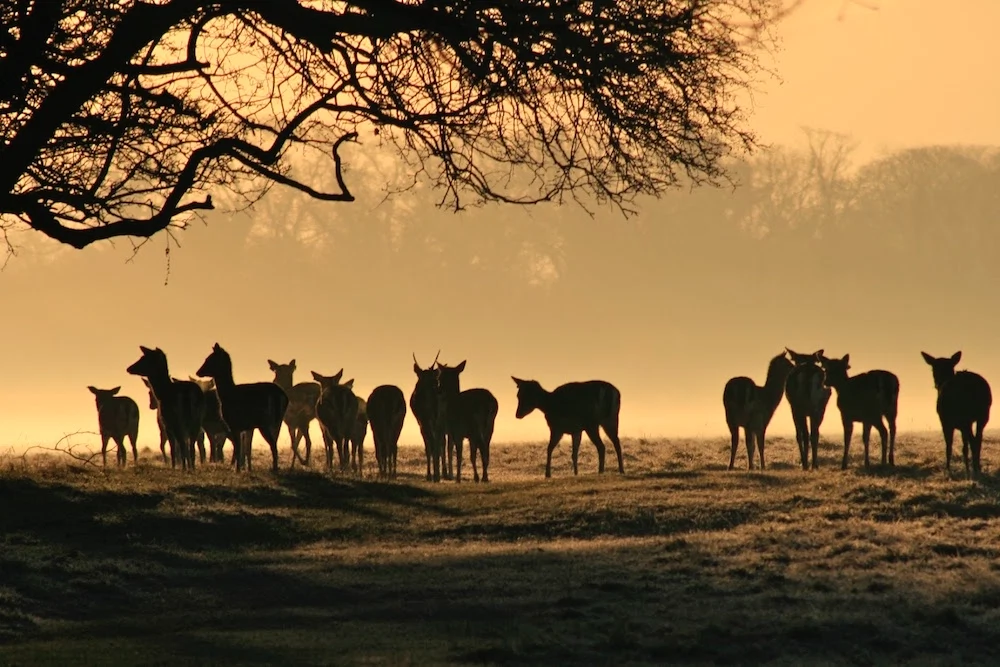 deer-at-dawn-pheonix-park-dublin%0acopyright-prospect-images-2010