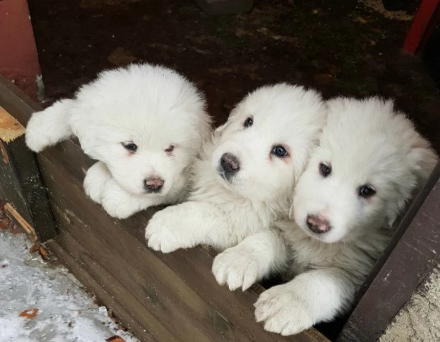 Sheepdog Puppies Rescued After Avalanche In Italy