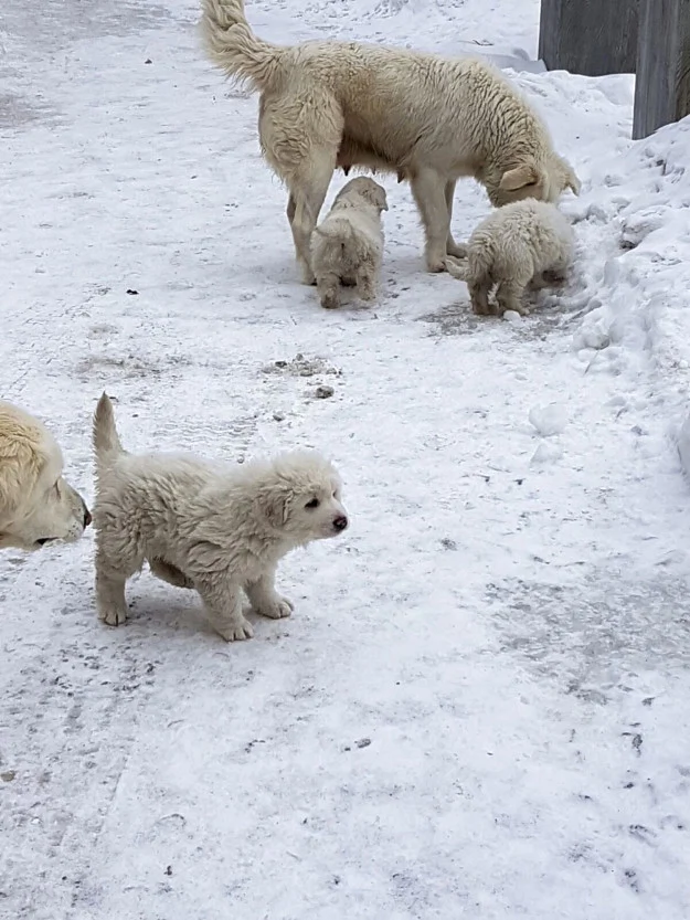 dogs-2