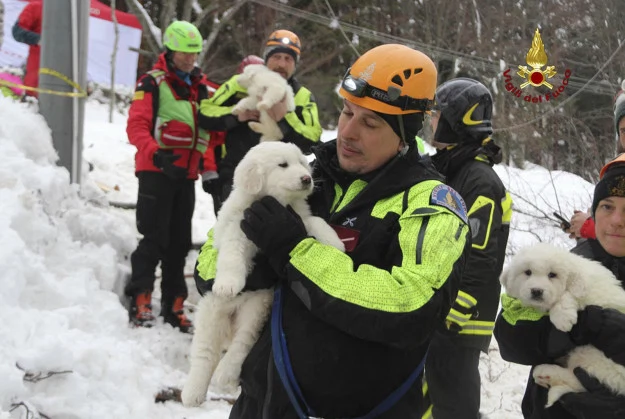 dogs-rescued
