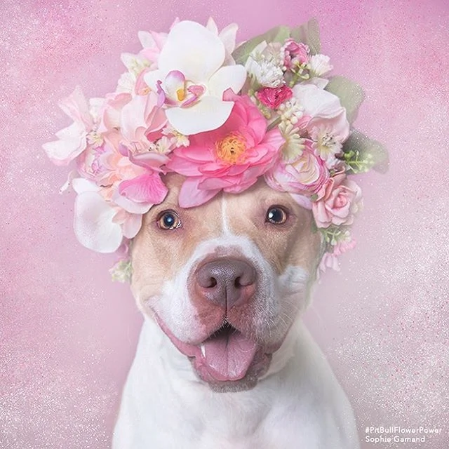 This photographer helps re-home pit bulls in the most beautiful way This photographer helps re-home pit bulls in the most beautiful way