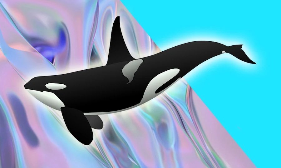 Killer Whales Are Helping Us To Understand Menopause