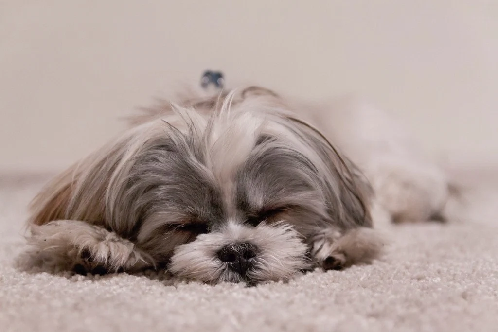 Scientists Have Found A Link Between Sleep And Happiness Scientists Have Found A Link Between Sleep And Happiness