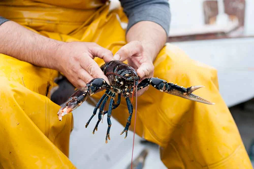 web-19-Lobster-lesson_ballynahinch