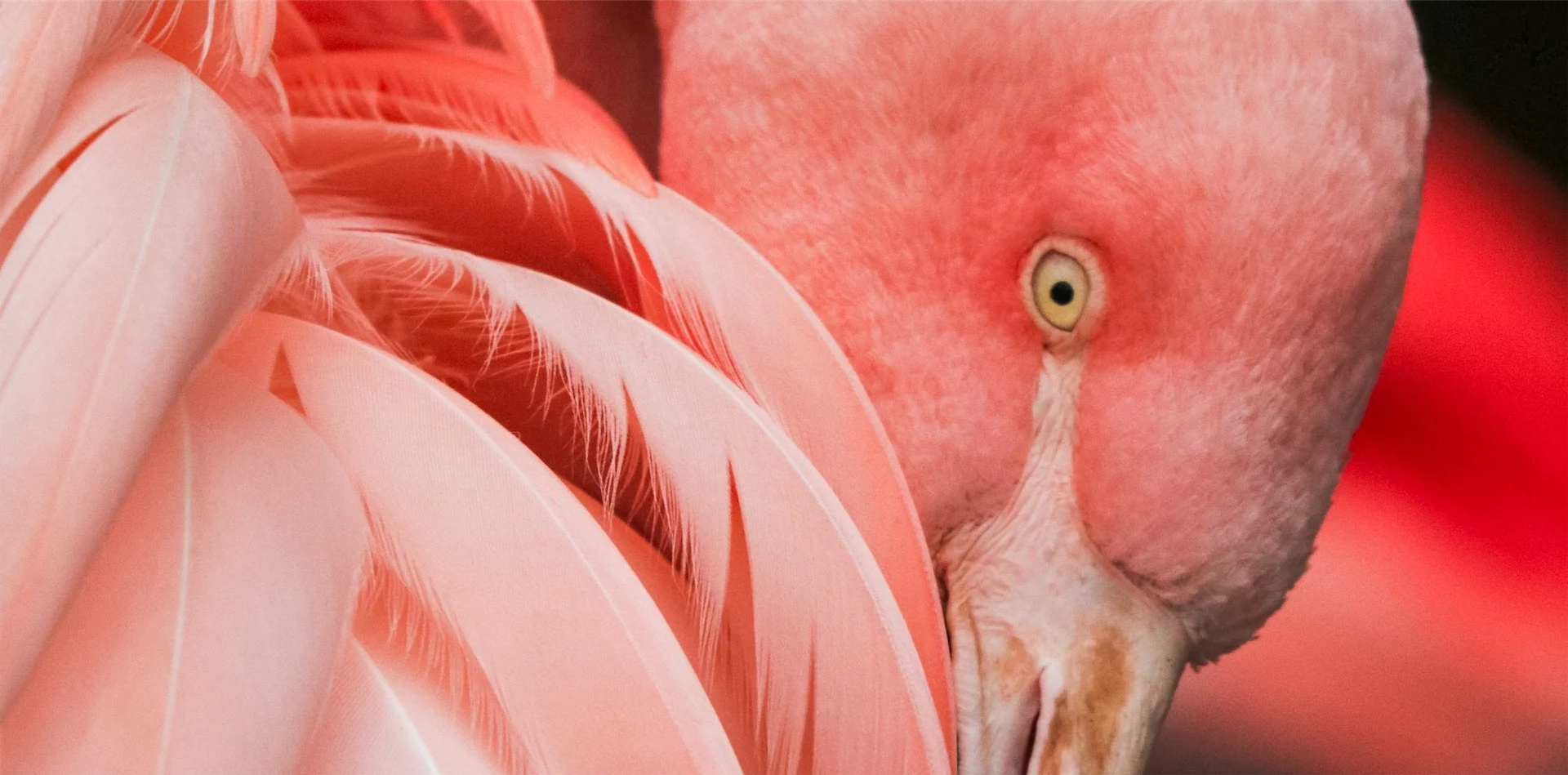 ASOS will ban the sale of all mohair, silk, cashmere and feathers in 2019