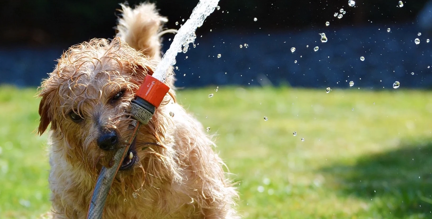 Will you report your neighbour for breaking the hosepipe ban? Will you report your neighbour for breaking the hosepipe ban?
