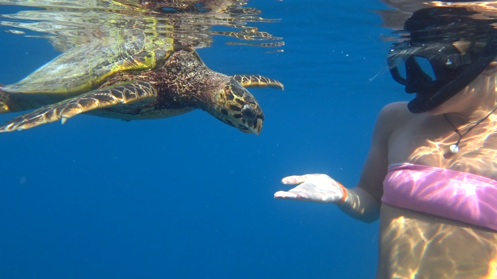 Keelin snorkelling with a whale shark, top, and a curious turtle, above.