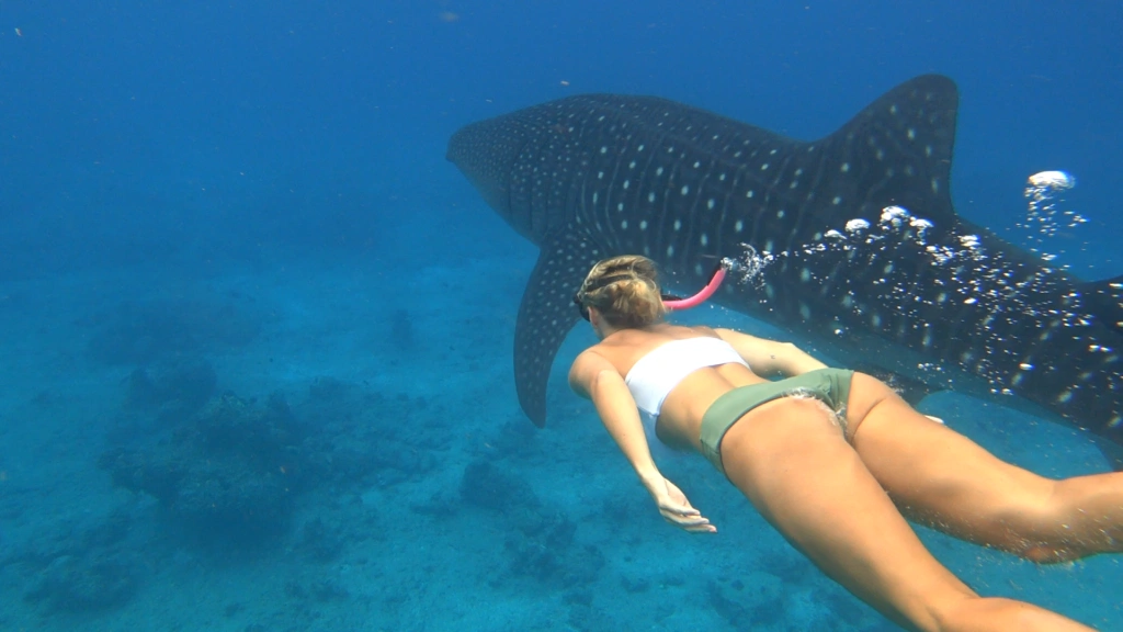 Keelin snorkelling with a whale shark, top, and a curious turtle, above.