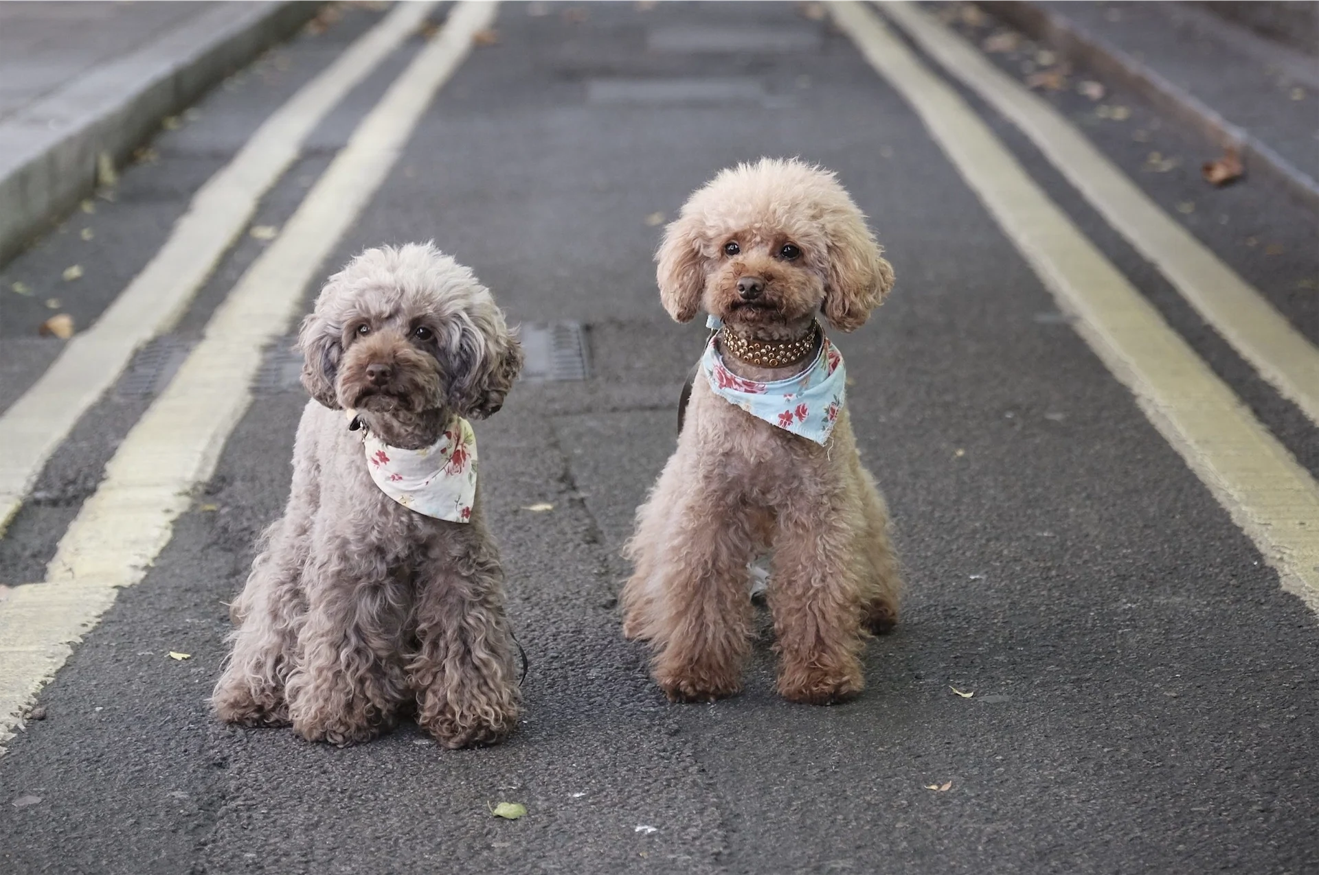 I love my dog so much that I looked into cloning him