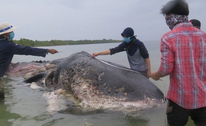 Dead whale found with 115 plastic cups and 25 plastic bags in its stomach