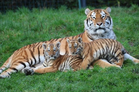 Two adorable endangered tiger cubs were born at Dublin Zoo