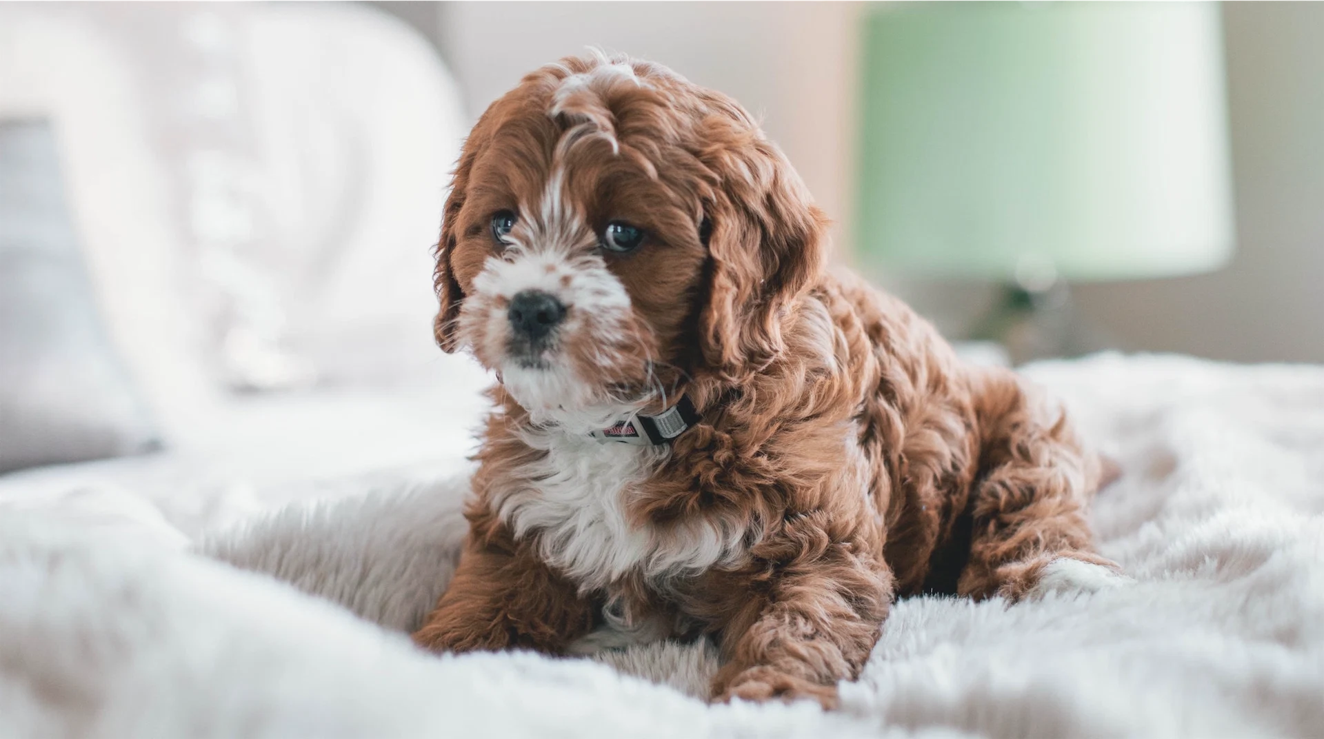 New California law means pet shops can only sell rescue animals