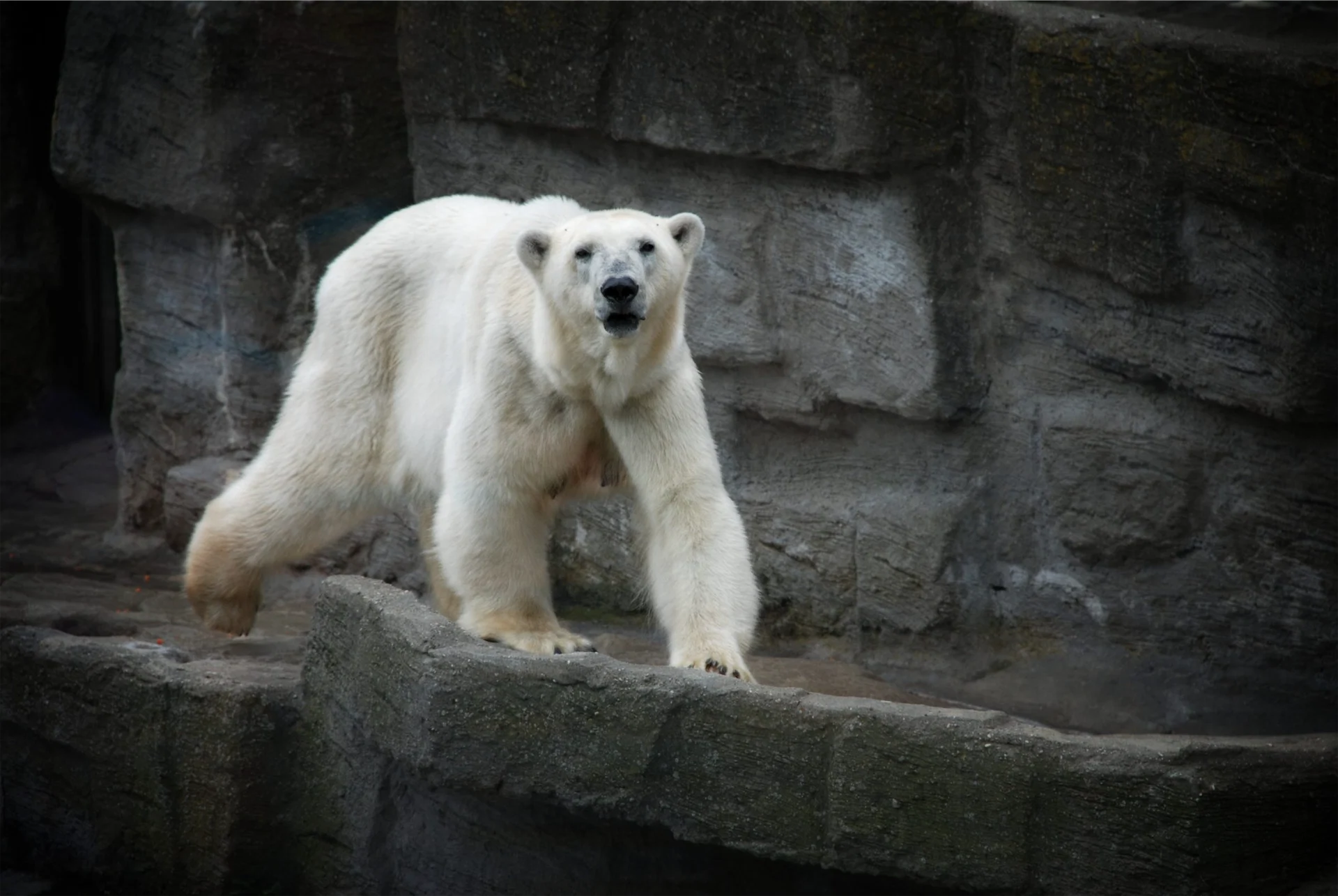 Hungry polar bears forced to seek food in human settlements