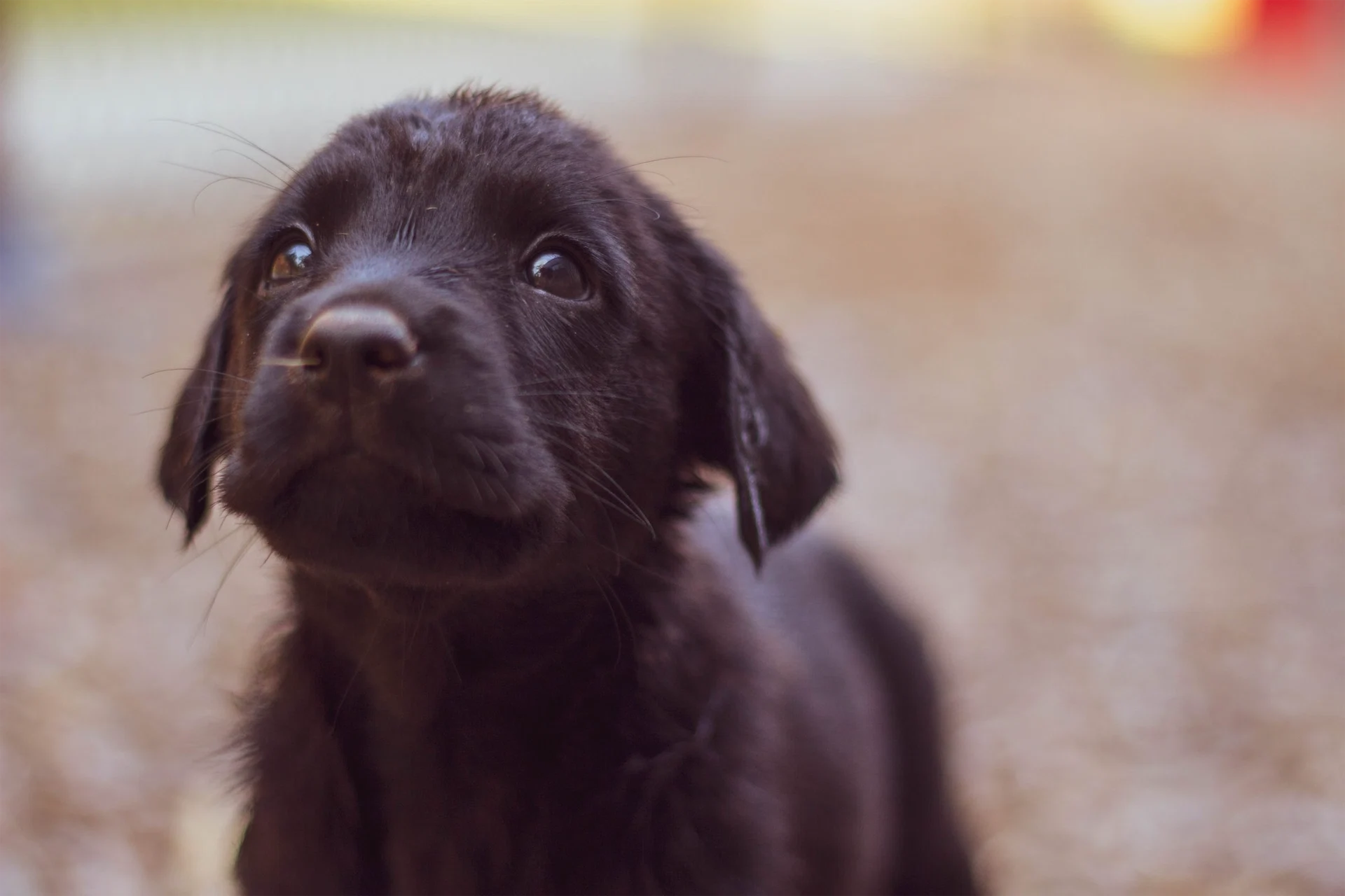 Dogs Trust reveals 370 people wanted to give up their dogs after Christmas