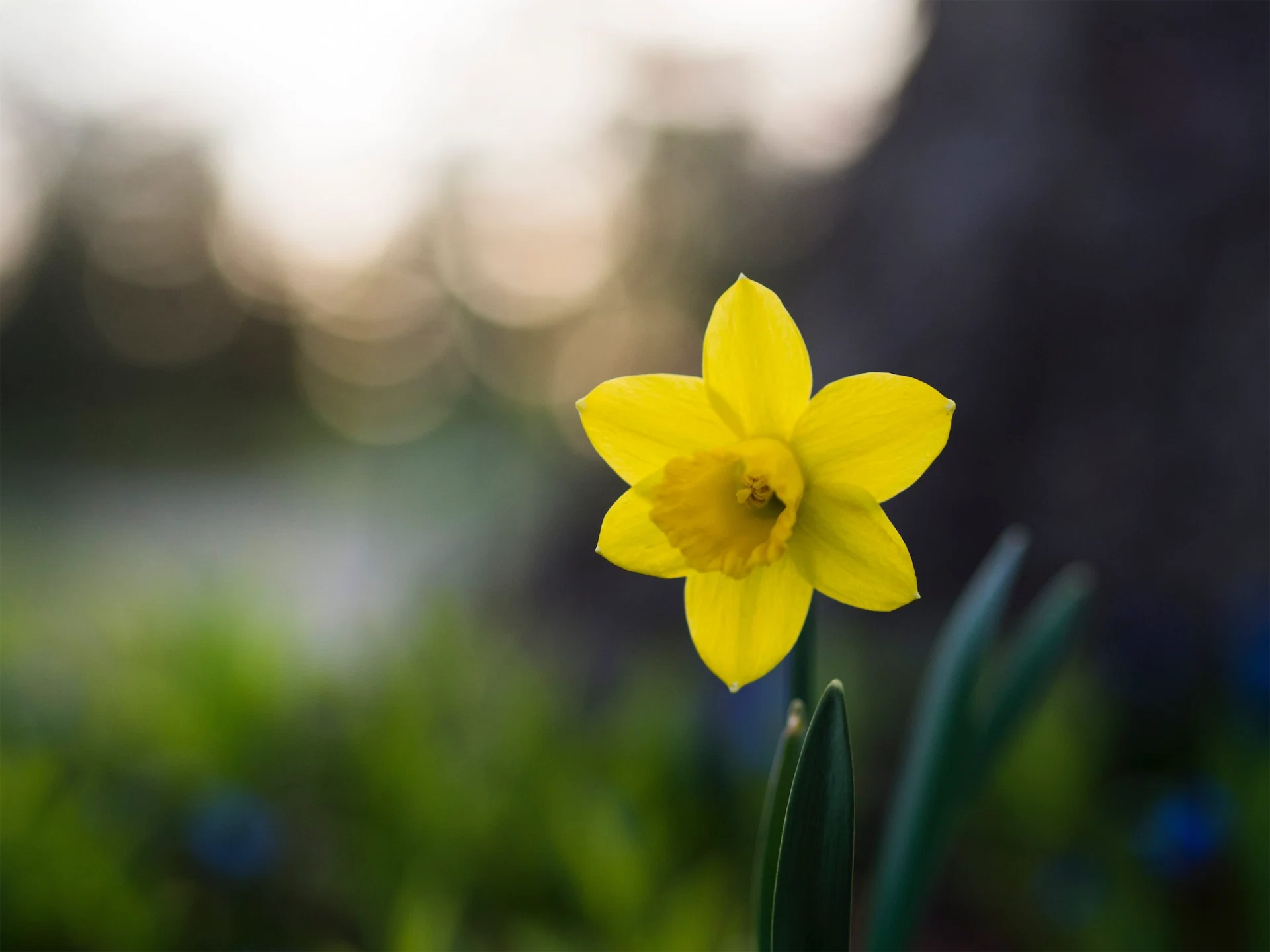 Daffodil Day: More than a third of those experiencing cancer don’t feel well-informed Daffodil Day: More than a third of those experiencing cancer don’t feel well-informed