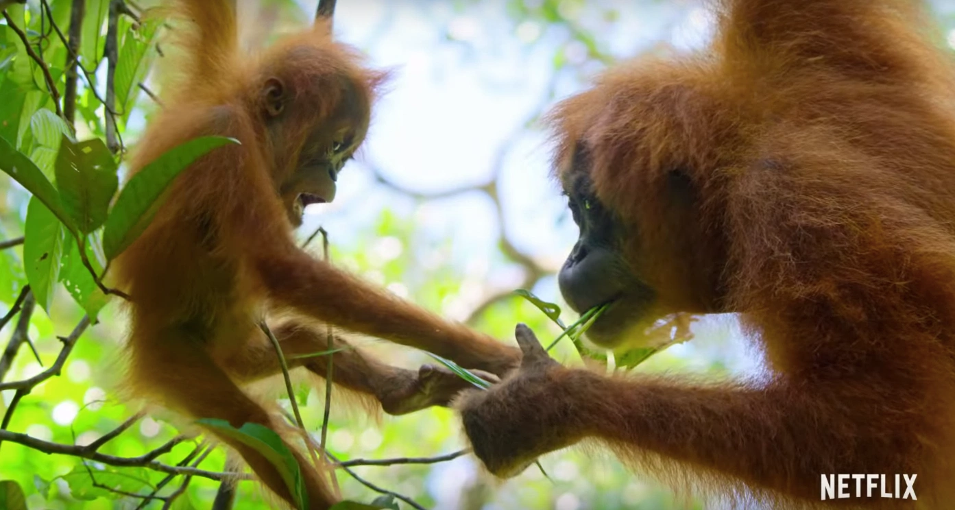 Watch: New David Attenborough documentary to launch on Netflix this Friday